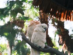 -广州长隆野生动物世界