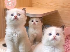 -十年猫舍·猫咪专门店(普陀店)