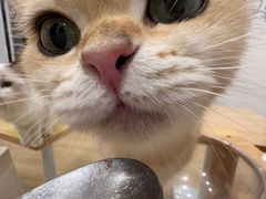 -有喵·猫咖·狗咖·30几只猫10只小狗(岗厦店)