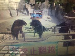 -东方熊牧场