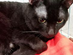 -爱诺耐芙动物医院(万博店)