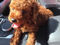 -翊宠yipet猫狗购宠庄园犬舍•猫舍