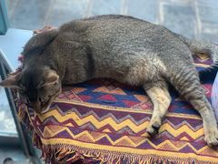 -喵屿·大理花园猫咖