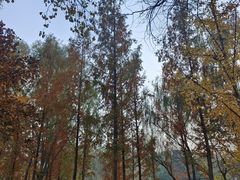 -大兴滨河森林公园