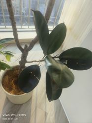 -HEYAN荷妍专业脱毛连锁机构