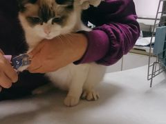 -中农国际动物医院24小时·猫科·骨科·急重症中心