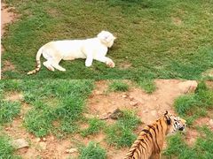 -西霞口神雕山野生动物世界