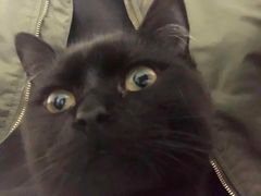 -宠颐生宠物医院·心肾内科·猫专科诊疗中心宠巢店