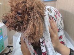 -北京观赏动物医院·24小时大型综合·猫专科·异宠专科