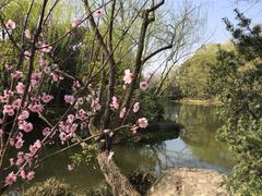 -上海滨江森林公园
