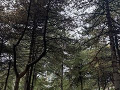 -阿尔丁植物园