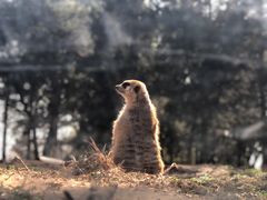 -红山森林动物园
