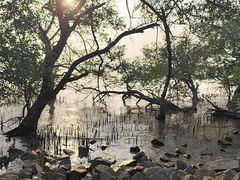 -宝安西湾红树林湿地公园