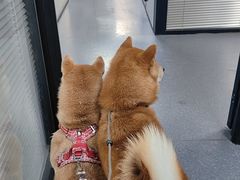 -伟伟宠物医院·CT影像中心·瑞派犬猫综合性门诊(汉口总院)