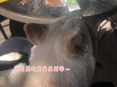 -柴犬高等学院·狗咖·柴犬售卖·宠物训练