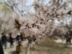 -桃花堤公园