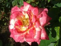 -人民公园(罗湖区)