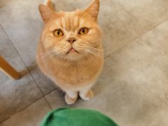 -团子家猫咪猫咖馆·柯基·柯尔鸭