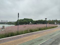 -贡湖湾湿地公园