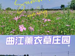 -曲江薰衣草庄园