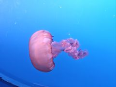 -太平洋海底世界