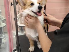 -FAELING PETS美天灵宠物(合生汇店)