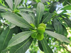 -陈家山荷花公园