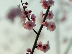 -苏州上方山国家森林公园