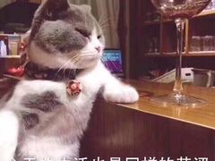 -蛙宝厨