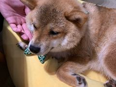 -逗柴咖啡屋·狗咖猫咖宠物桌游