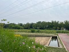 -桤木河湿地公园