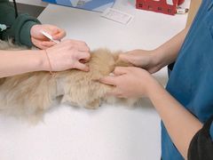-康成宠物医院24H·CT·核磁共振