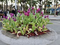 -苏州公园(双塔街道)