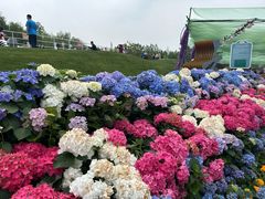 -荷兰花海