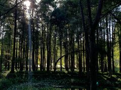 -杭州植物园
