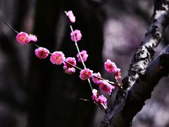 -杭州植物园