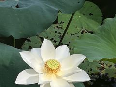 -中山市树木园