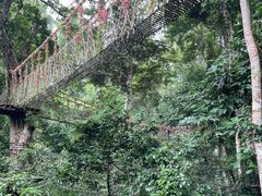 -西双版纳原始森林公园