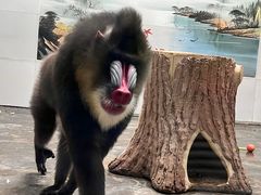 -西安秦岭野生动物园