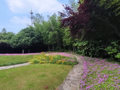 -菊花台公园