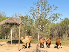 -北京野生动物园