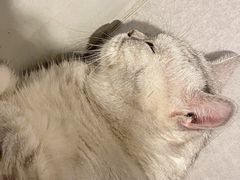 -猫儿山۰猫主题餐厅