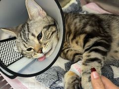 -瑞派康怡24h宠物医院·犬猫医疗中心·微创绝育(瑞景分院)