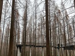 -黄海国家森林公园