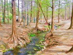 -白水寺森林公园