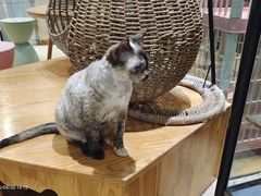 -藏猫猫咖啡主题馆(中央大道店)