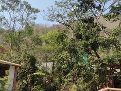 -西双版纳原始森林公园