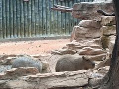 -深圳野生动物园