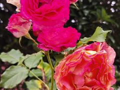-和满堂·经典本帮菜(川沙古镇店)