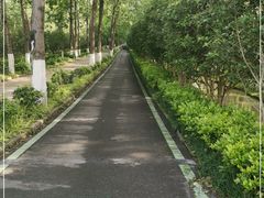 -合肥滨湖国家森林公园